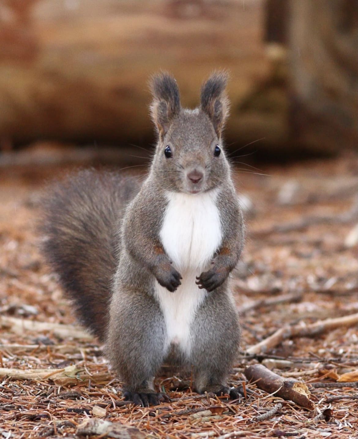 Japanese Squirrel
